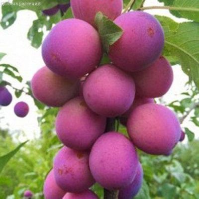 Слива Деликатная Слива Деликатная фото