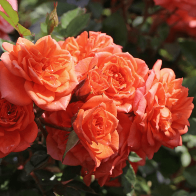 Роза Нинетта фото