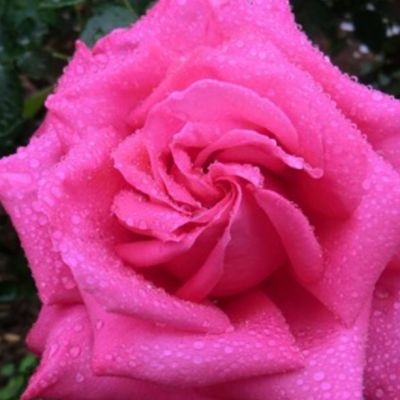 Роза Топалович Роза Топалович - Dolina-Sad.Ru