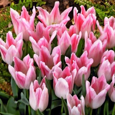 Тюльпан Холланд Чик Тюльпан Холланд Чик фото