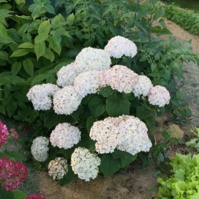 Гортензия древовидная Кендибель МиниБель, С2 Гортензия древовидная Кендибель МиниБель, С2 - Dolina-Sad.Ru