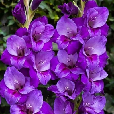 Гладиолус Старфайтер Гладиолус Старфайтер - Dolina-Sad.Ru