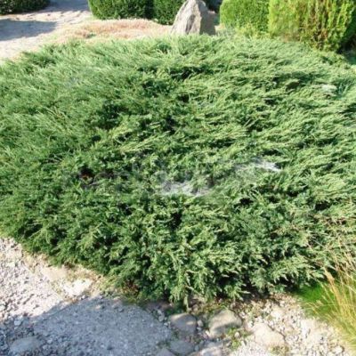 Можжевельник обыкновенный Хорнибруки Можжевельник обыкновенный Хорнибруки фото