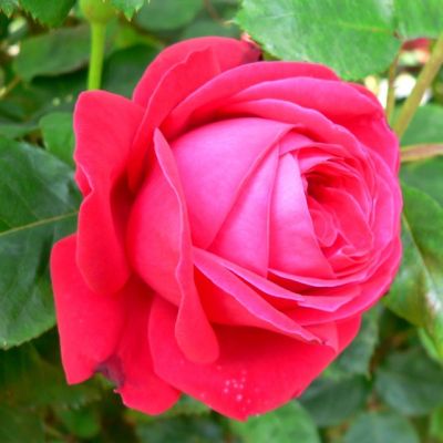 Роза Дам де Кер Роза Дам де Кер - Dolina-Sad.Ru