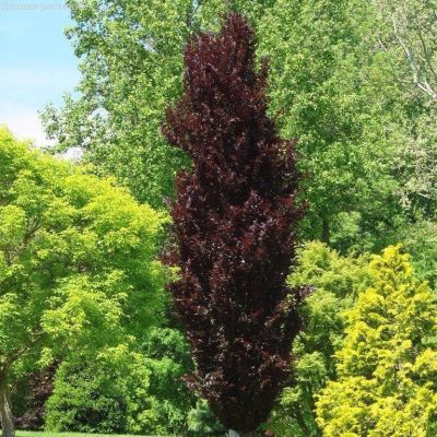 Бук Атропуницея, С5 Бук Атропуницея, С5 - Dolina-Sad.Ru