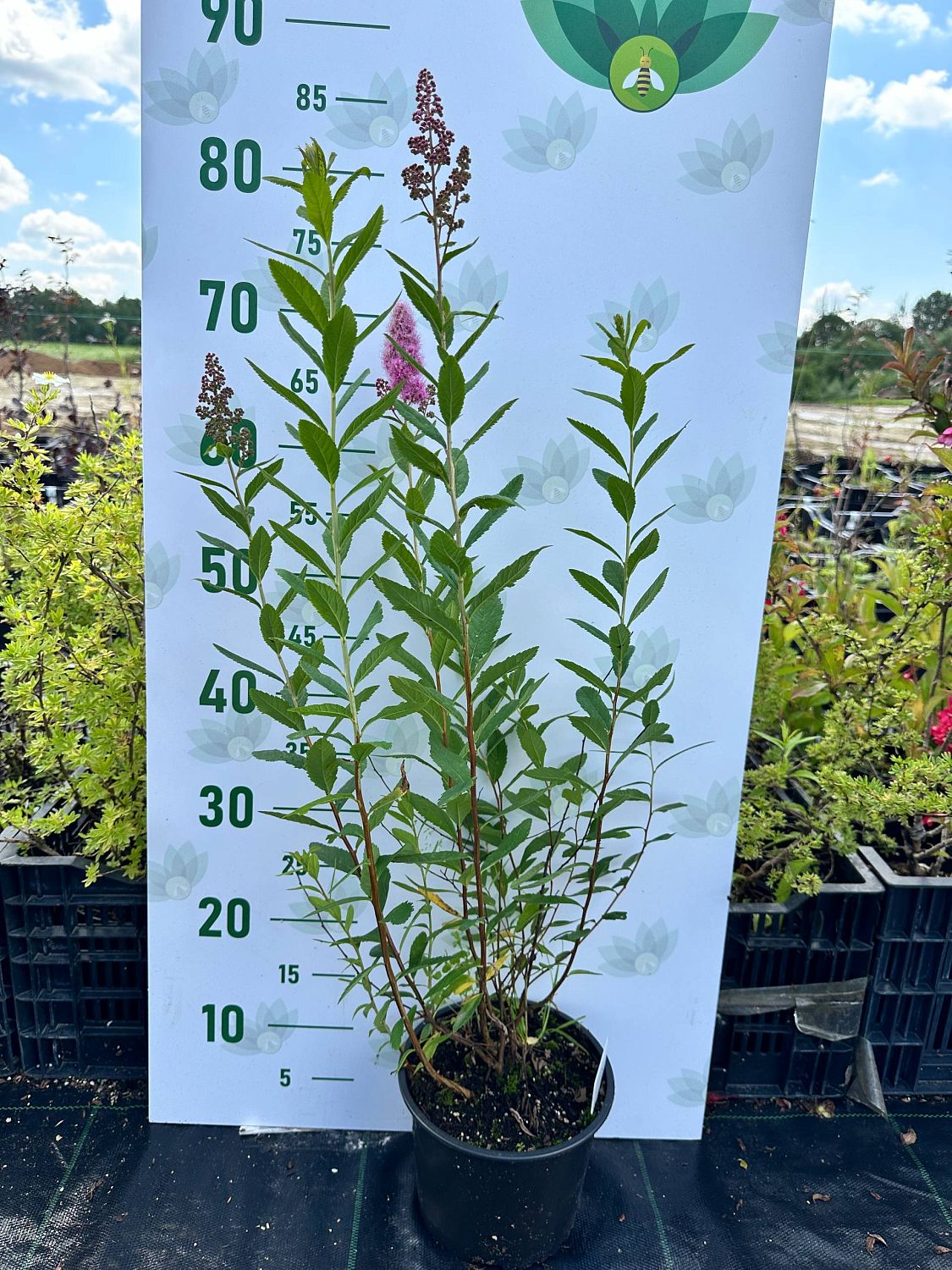 Спирея Дуглас, С3 - Dolina-Sad.Ru