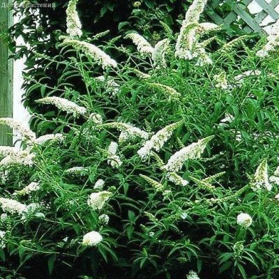 Буддлея Вайт Бол Буддлея Вайт Бол фото