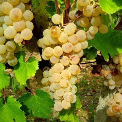 Виноград Мускат Италия Виноград Мускат Италия - Dolina-Sad.Ru