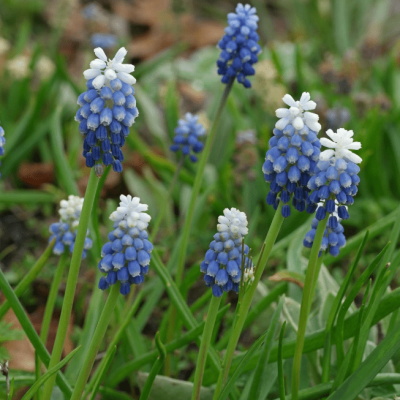 Мускари Маунт Худ Мускари Маунт Худ фото