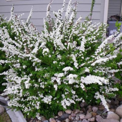 Спирея ниппонская Сноумаунд фото