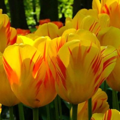 Тюльпан Олимпик Флейм Тюльпан Олимпик Флейм фото