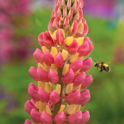 Люпин Пинк/Еллоу Люпин Пинк/Еллоу - Dolina-Sad.Ru