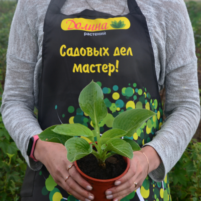 Хоста Блю Силтон Хоста Блю Силтон - Dolina-Sad.Ru