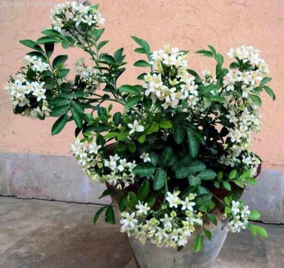 Муррайя Муррайя фото