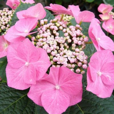 Гортензия крупнолистная Фазан, С2 - Dolina-Sad.Ru