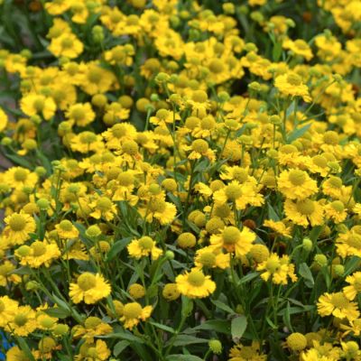 Гелениум Дабл Трабл Гелениум Дабл Трабл - Dolina-Sad.Ru