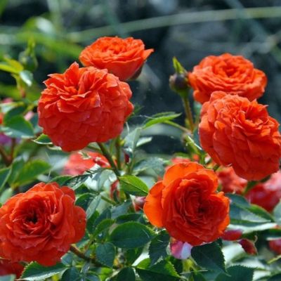 Роза Оранж Беби Роза Оранж Беби - Dolina-Sad.Ru