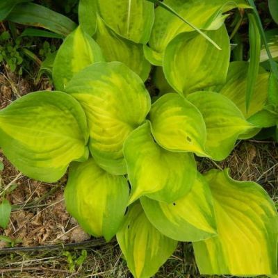 Хоста Лейксайд Банана Бэй Хоста Лейксайд Банана Бэй - Dolina-Sad.Ru