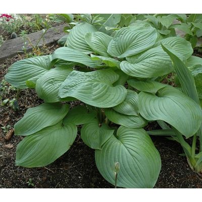 Хоста Моджито Хоста Моджито - Dolina-Sad.Ru