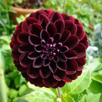 Георгина Дарк Спирит Георгина Дарк Спирит фото