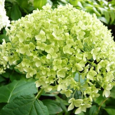 Гортензия древовидная Баунти Гортензия древовидная Баунти - Dolina-Sad.Ru