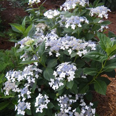 Гортензия крупнолистная Ланарт Уайт Гортензия крупнолистная Ланарт Уайт - Dolina-Sad.Ru