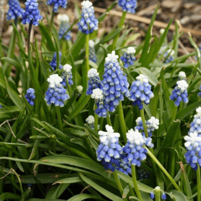 Мускари Маунт Худ Мускари Маунт Худ фото