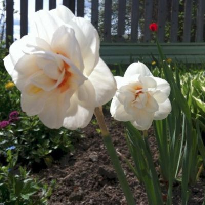 Нарцисс Акрополис Нарцисс Акрополис - Dolina-Sad.Ru