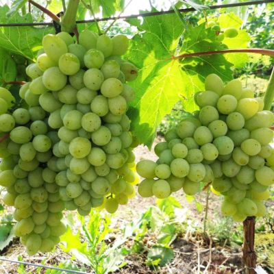 Виноград Злато Виноград Злато фото