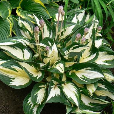 Хоста Файр Энд Айс , C2 Хоста Файр Энд Айс , C2 фото