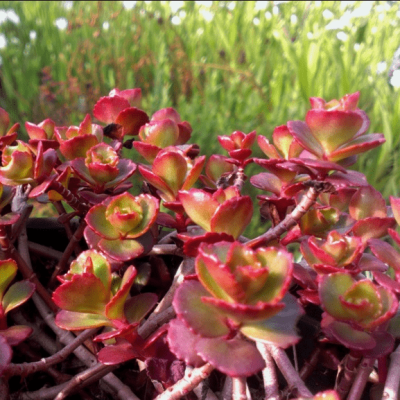 Седум ложный Пурпуреум Винтер фото