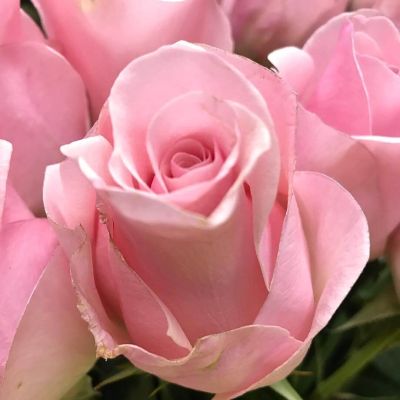 Роза Титаник Роза Титаник - Dolina-Sad.Ru