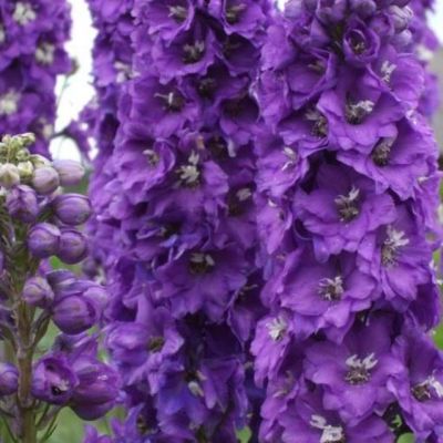 Дельфиниум Супермахровый Новозеландский ультрафиолет Дельфиниум Супермахровый Новозеландский ультрафиолет фото