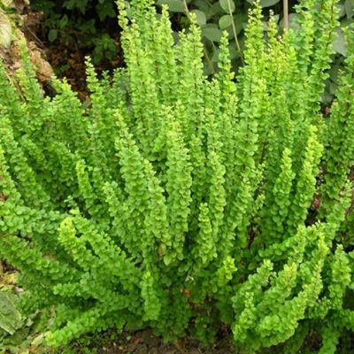 Барбарис Тунберга Смарагд Барбарис Тунберга Смарагд фото