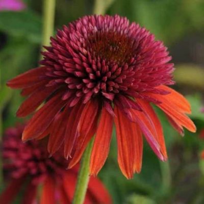 Эхинацея Оренжберри Эхинацея Оренжберри фото