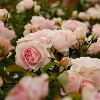 Роза Роял Бьюти Роза Роял Бьюти - Dolina-Sad.Ru