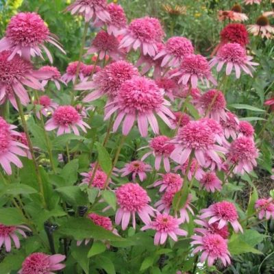 Эхинацея пурпурная Пинк Дубль Делайт Эхинацея пурпурная Пинк Дубль Делайт - Dolina-Sad.Ru
