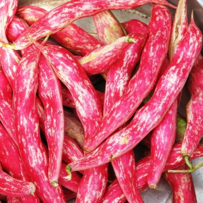 Фасоль Турчанка Фасоль Турчанка фото