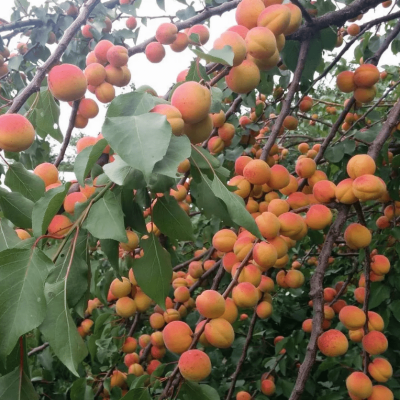 Абрикос Сын Краснощекого Абрикос Сын Краснощекого фото