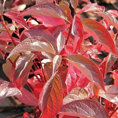 Дерен белый Ред Гноум Дерен белый Ред Гноум - Dolina-Sad.Ru