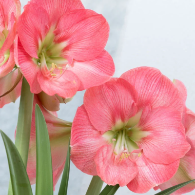 Амариллис Сьюзан Амариллис Сьюзан фото