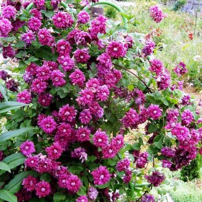 Клематис Пурпуреа Плена Элеганс фото