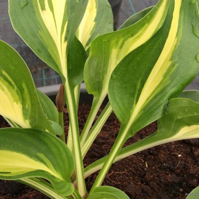 Хоста Броад Стрит Хоста Броад Стрит - Dolina-Sad.Ru