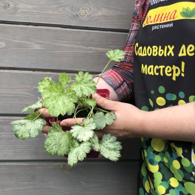 Гейхера Дью Дропс , С1,5 Гейхера Дью Дропс , С1,5 фото