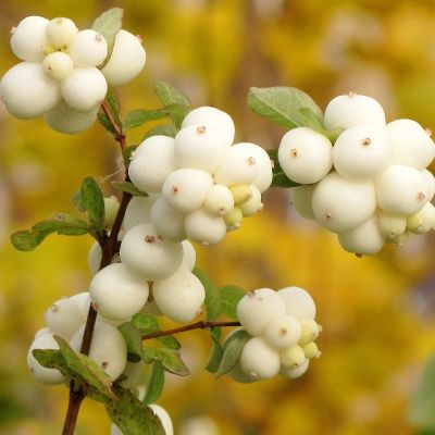 Снежноягодник Мэйджикал Галакси Снежноягодник Мэйджикал Галакси - Dolina-Sad.Ru