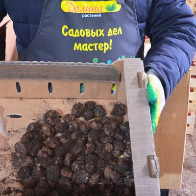 Бегония Дабл Уайт Бегония Дабл Уайт фото