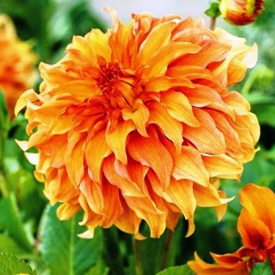 Георгина Мунлайт Соната (Гиганты) Георгина Мунлайт Соната (Гиганты) фото