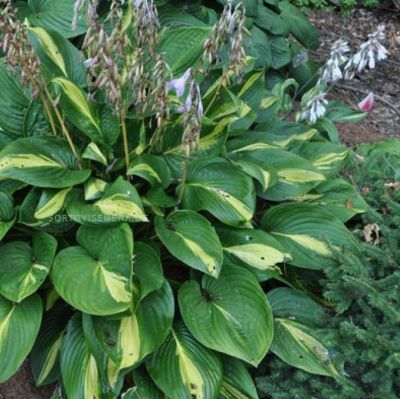 Хоста Броад Стрит Хоста Броад Стрит - Dolina-Sad.Ru