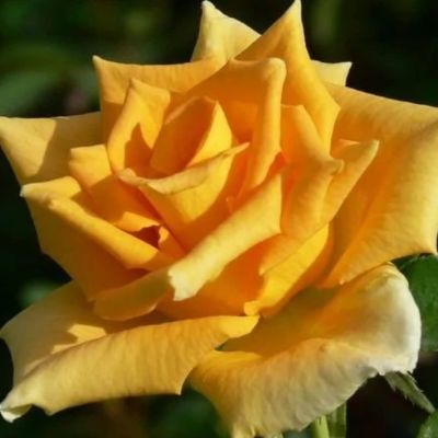 Роза Сейко Роза Сейко - Dolina-Sad.Ru