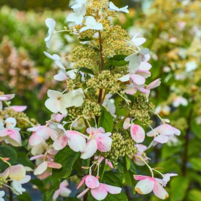 Гортензия метельчатая Мустила, С7,5 - Dolina-Sad.Ru